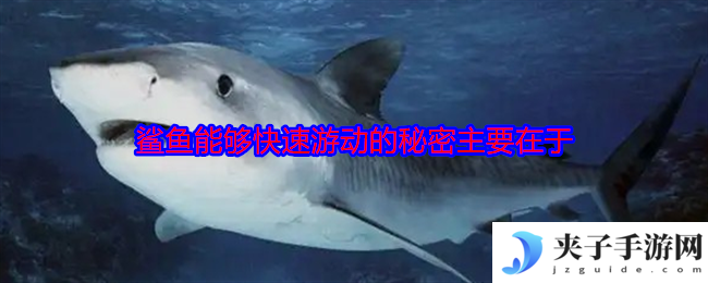 鲨鱼能够快速游动的秘密主要在于