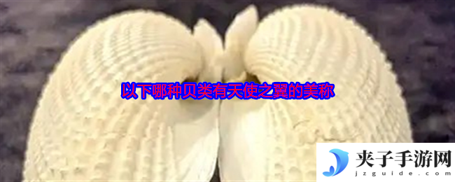 以下哪种贝类有天使之翼的美称
