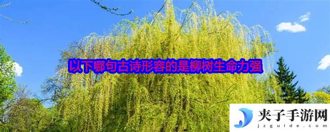 以下哪句古诗形容的是柳树生命力强